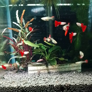 GPS Silverado Red Guppy Fish 1 Pair