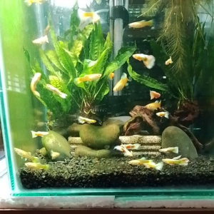 GPS Full Gold Guppy Fish 1 Pair