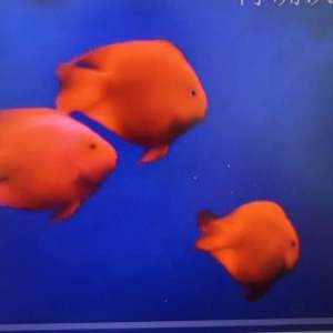 🇲🇾Ready Stock Portable Mini USB Aquarium Fish Tank Oxygen Air Pump