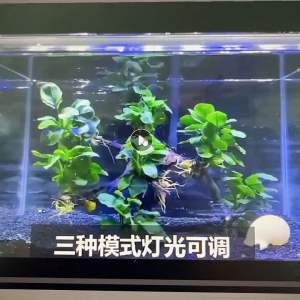Aquarium T8 LED Discolor Submersible Lamp Adjustable 3 Color Led Light Suitable Tank 56cm/76cm/125cm/145cm (Ready Stock)