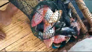 RG 12 | Essen gacoran ikan nila mujair waduk danau rawa-rawa kolam