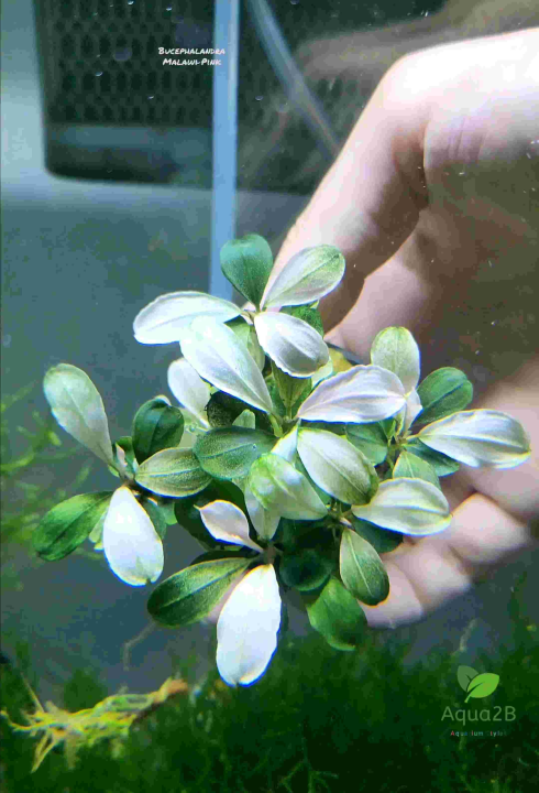 บูเซป Bucephalandra Pink Malawi ขายเป็นพอต สีชมพูปนขาวหวานๆ จะมี 3 ยอด รับประกันตลอดขนส่ง เลี้ยงง่ายเหมือน อนูเบียส anubias