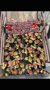 บอนสี ซันเซท กระถาง 4 นิ้ว