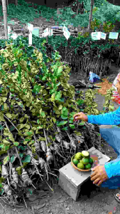 มะนาวทูลเกล้าไร้เมล็ด 3 กิ่ง กับ กิ่งตอน มะนาวทูลเกล้าไร้เมล็ด ชุด3