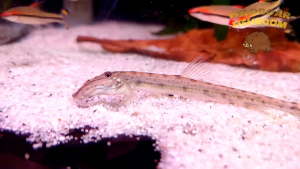Horseface Loach (Acantopsis dialuzona) | Live animal