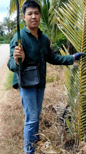 มีดขอเคียวจีน เหล็กแมงกานีส - มีดถางหญ้า 10 ซึ่งมีดขอเคียวจีน เหล็กแมงกานีส