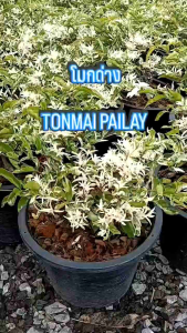 โมกด่าง กระถาง 11 นิ้ว ต้นสวยและแข็งแรง (กทม)