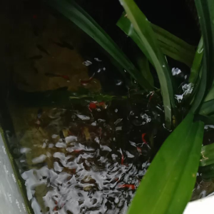 GUPPY BIG EAR REDTAIL PAIR
