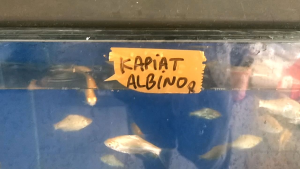 Kapiat Albino SM: Kualitas Tinggi & Desain Unik