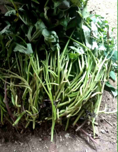 bibit ubi Cilembu promo 50 stek batang siap tanam