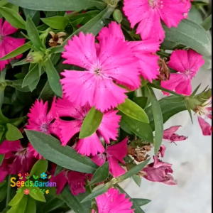 100 PCS BIJI BENIH BUNGA SWEET WILLIAM DIANTHUS MIXED