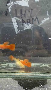 Albino Full Red Short Body Guppy