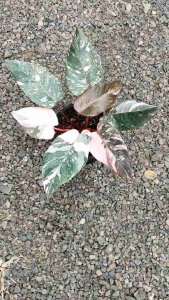 ฟิโลเดนดรอน พิงค์ปริ้นเซสมาเบิ้ลคิง hilodendron pinkprincessmarbleking จัดส่งพร้อมกระถาง 8นิ้ว