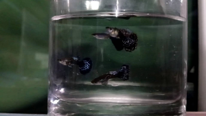 Random/ reject Male&Female Mix Guppy