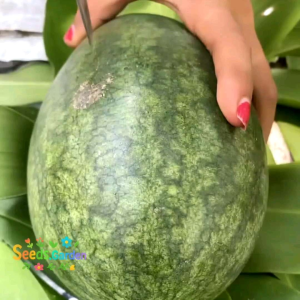 15 BUTIR BIJI/BENIH SEMANGKA KUNING LEGYTA