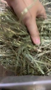 1KG FILTERED Premium Timothy Hay Dust-Free