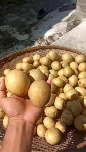 1kg sawo simadu manis poll khas pangandaran