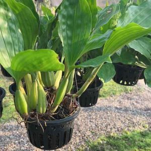 กล้วยไม้เอื้องสายเสริฐอินโด หอมมากๆ ในกระถาง 6นิ้ว กอสวย ออกดอกเดือน พฤจิกายน