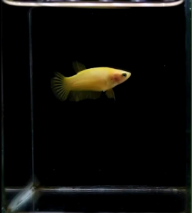 ปลากัด สวยงาม เพศเมีย 1 ตัว ซูเปอร์เยลโล่ว สีเหลือง พร้อมรัด คัดเกรด ตรงปก แข็งแรง(มีรับประกัน)