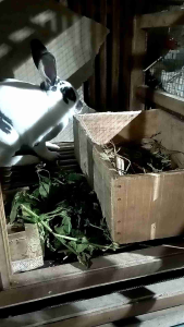 Box kelinci untuk tempat lahir kelinci