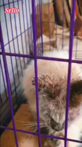obat scabies gudik oles scadik 30 ml obat kutu jamur scabies gudik Ringworm untuk hewan kelinci Kucing kambing musang Hamster