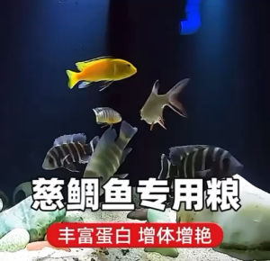 BESSN High Protein 42% Special For Cichlid Slow Sinking Fish Pellet