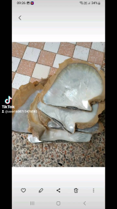 หอยเป๋าฮื่อเขียวรูปทรงข้าวหลามตัด(1ชุด)