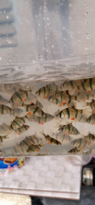 paket 20 biji tiger sumatra
