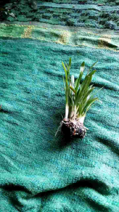 tanaman aquascape sagitaria sabulata media wabikusa