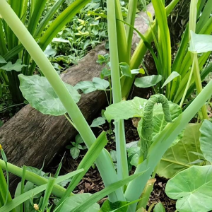 ต้นออดิบ/ตูนหรือคูน/1ต้นตัดรากตัดใบพร้อมนำไปปลูก