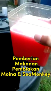 moina water flea breeding food / Nutralmix