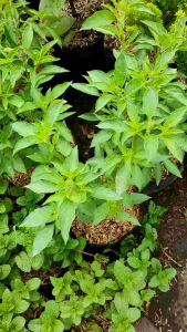 Sindo - Kemangi Indonesian Basil Live Plant IJWISCLMSS