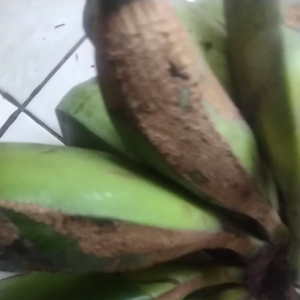 jual pisang batu tua siap matang 1. kilo