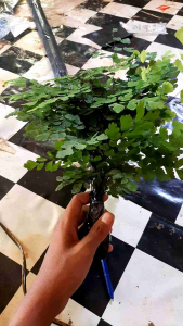 Tanaman hias supril/Pakis/Paku-Pakuan.