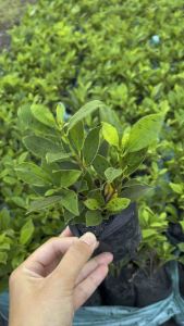 ไทรเกาหลีปลูกเป็นแนวรั้ว รั้วต้นไม้ รั้วไทรเกาหลี ขนาดสูง 15-20ซม