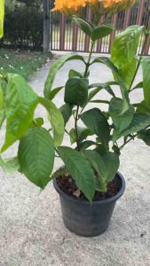 เข็มเหลืองนางฟ้า ดอกเข็มพู เป็นกระถาง 10 นิ้ว สีเหลือง สำหรับการกระถางดอกเข็มพู เพื่อให้มุ่งไรหลายวัน