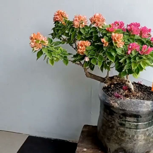 Bugenvil Singapore 2 Warna: Bunga Cantik Untuk Dekorasi