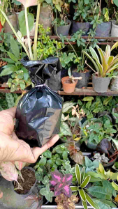 Aglaonema Pink Cochin live plant (in 3.5x3.5x8" nursery bag)