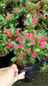 tanaman hias Euphorbia milii