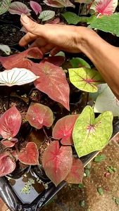 Paket Hemat Keladi Hybrid 7 Plant 100k