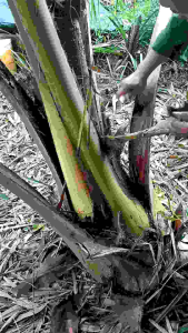 2 cây Dao Rửa Dừa - Berry Thép Nhật ( Dụng Cụ hổ trợ nông nghiệp )