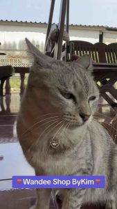 ปลอกคอสัตว์เลี้ยง ปลอกคอใข่มุกมีจี้สวยงาม สุนัข ปลอกคอน่ารัก ลูกแมว มุกย้อนยุค จี้คริสตัล เพชรเอี๊ยม เครื่องประดับ** สินค้าสต็อกในไทย ส่งไวทุกวัน