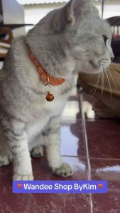 2 ปลอกคอลายู่เกลือ 12 สี ปลอกคอ 25 สี ลายู่เกลือ มีกระดิ่งแมว ปลอกคอน้องแมว ปลอกคอสูง รอยู่เท้า ปลอกคอนิรภัย สินค้าสต็อกในไทย ส่งไปที่น่ารัก !