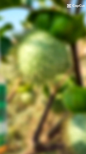 Vitamin Burung Biar Gacor: Sari Kecubung Wulung 10ml