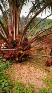 DODOS SAWIT CROCODILE BUAYA SUPER TAJAM TANPA ASAH TOP A1 ORIGINAL MALAYSIA