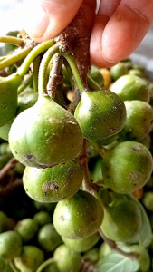 Quả vả khô (sung rừng khô) hái tự nhiên và phơi khô bằng nắng