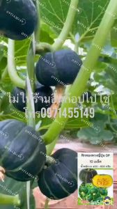 ฟักทองญี่ปุ่น พวง ทรงเป็นพวงดก ติดลูกเยอะ รูปร่างน่ารัก กินได้ ปลูกง่าย