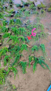 ต้นพันธุ์ใบต่างเหรียญ