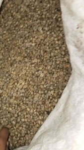 biji kopi robusta asalan super 10 kg | grosir | biji unggul berkualitas