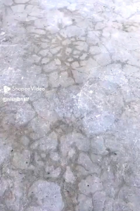 Liềm cong cắt cành giật cành trên cao cán nối dài vặn ốc siêu tiện lợi